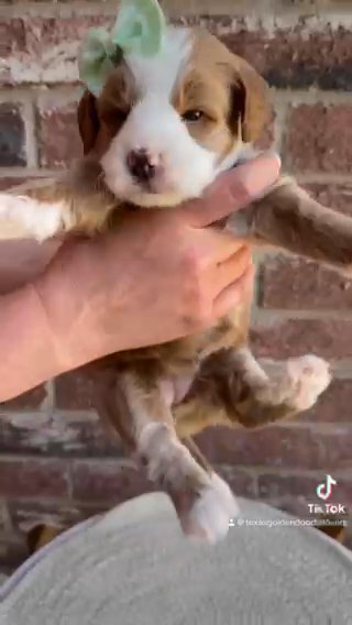Red Girl in Dallas, Texas