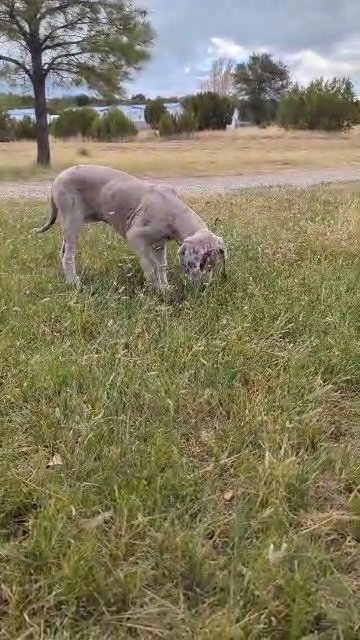 AKC Great Dane, Wave in Albuquerque, New Mexico