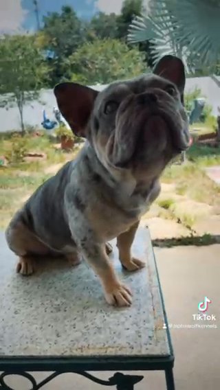 AKC French Bulldog in Zephyrhills, Florida