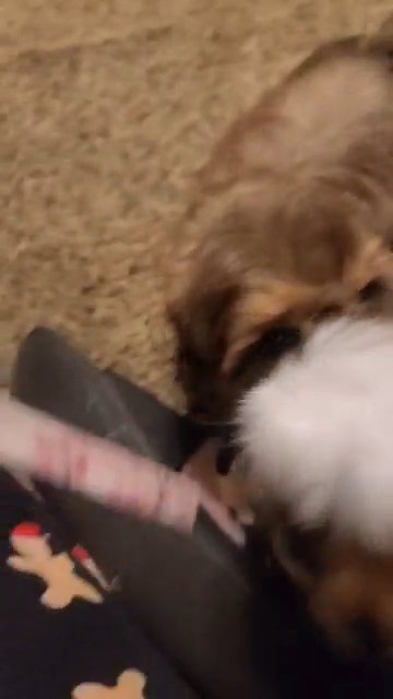 female shih tzu puppies in East Stroudsburg, Pennsylvania
