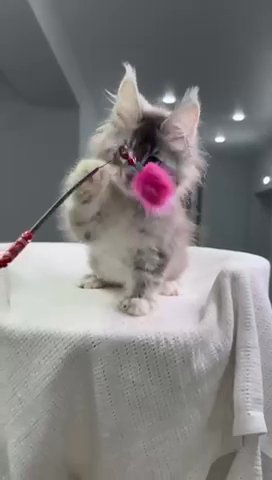 Maine Coon Female Sold in Philadelphia, Pennsylvania