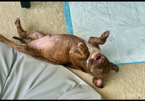 Knight: The Sweet Blue-Eyed Pup with a Brave Heart in Orlando, Florida