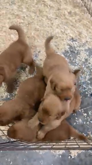 Dark Golden Retriever Female in Dover, Ohio