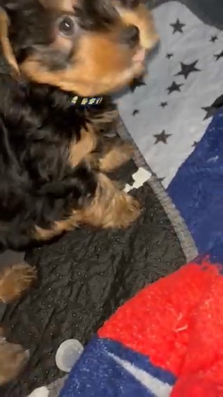 Yorkie (blue) in Orlando, Florida