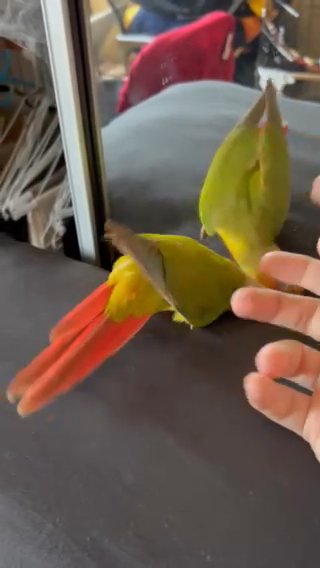 Tamed Baby Pineapple Conure, Male in Los Angeles, California