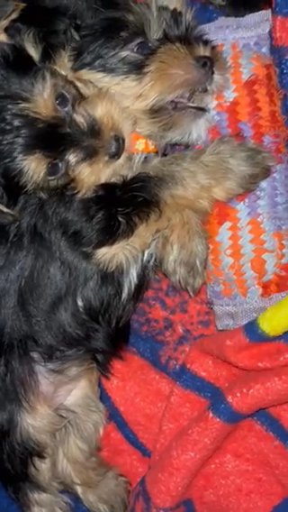 Yorkie (orange) in Orlando, Florida