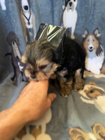Male Traditional Yorkie in Bristol, Virginia