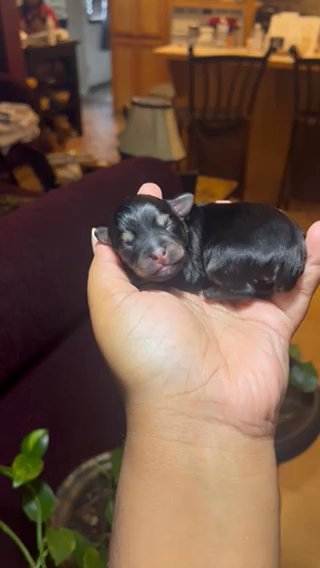 Yorki Poo , Meet Indica Blu in Tyler, Texas