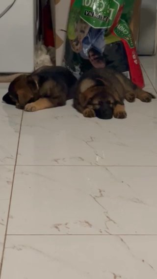 Looking For A Good Home in Queens, New York