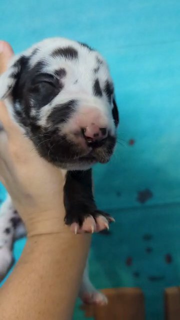 Great Dane Male Harlequin Spalding in Roanoke, Virginia