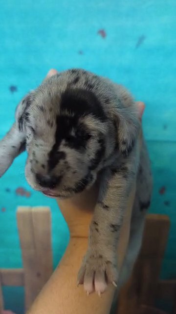 Great Dane Merle Female Annabelle in Roanoke, Virginia