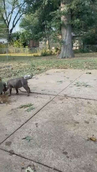 Standard American Bully in St. Louis, Missouri