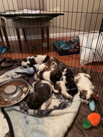Playful Parti mix And Merle cocker Spaniels in Wichita, Kansas