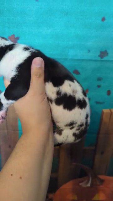 Great Dane Harlequin Male Jigsaw in Roanoke, Virginia