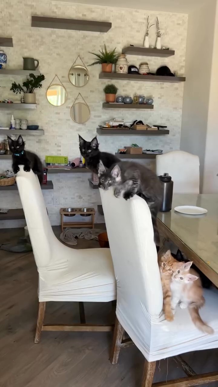 mainecoon kittens in Houston, Texas