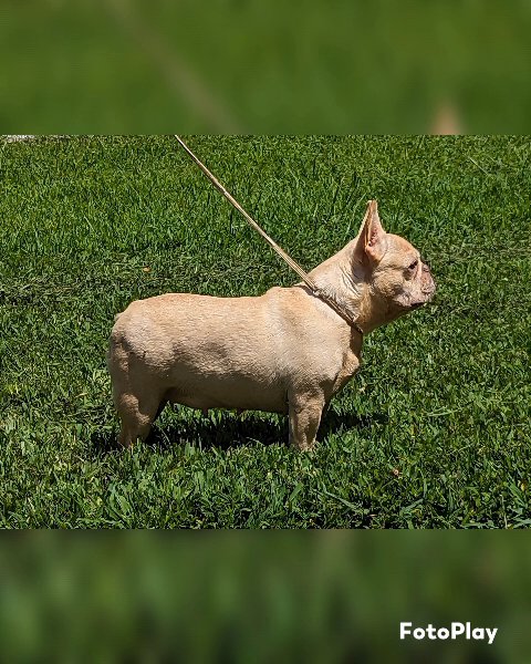 AKC French Bulldog in Forest Park, Georgia