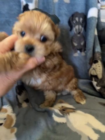 Sable Male Yorkie Pup in Bristol, Virginia