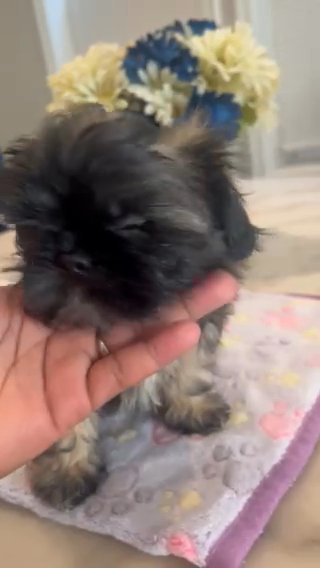Shih Tzu Male in Chicago, Illinois