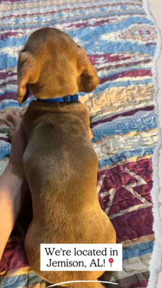 CKC Registered Mini Dachshunds in Birmingham, Alabama