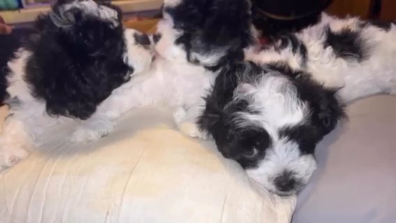 Teddy Bear Puppies in Rockville Centre, New York
