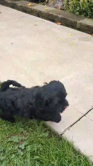 Belle (Cockapoo) in Goshen, Indiana