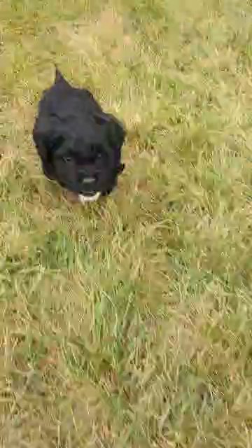 Bear (Cockapoo) in Goshen, Indiana