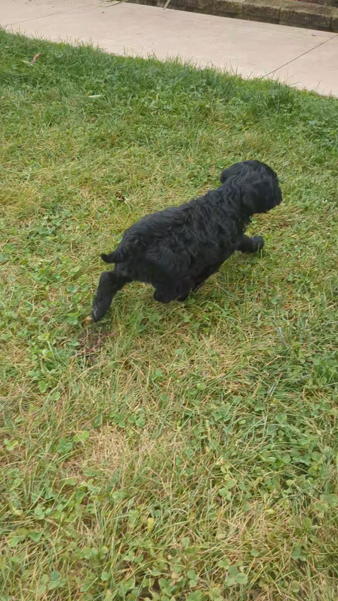 Benji (Cockapoo) in Goshen, Indiana