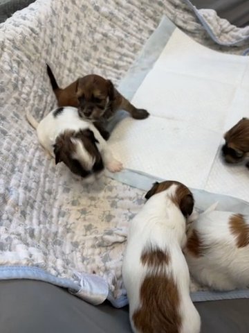 Havanese Puppies in Clermont, Florida