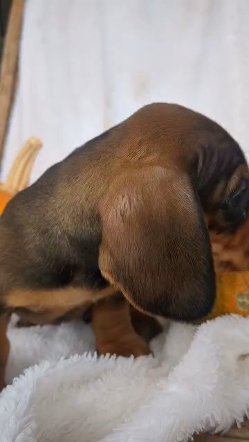 Yeti (Mini Dachshund) in Goshen, Indiana