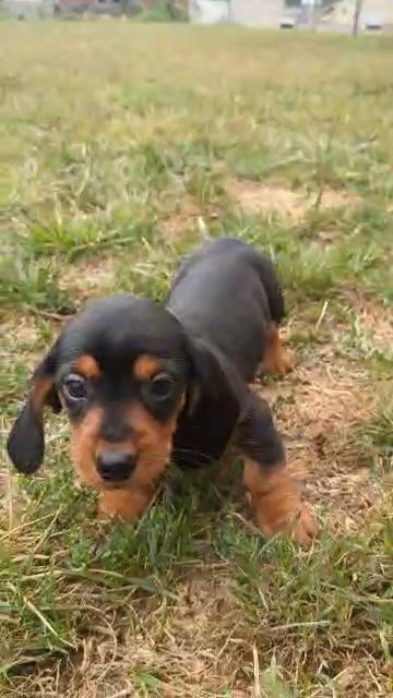 Yogi in Goshen, Indiana