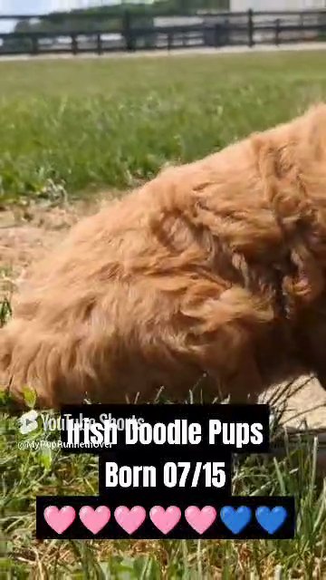 IRISH DOODLE PUPS (07/06) 3 FEMALES/2 MALES in Goshen, Indiana