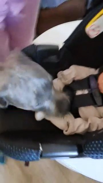 Baby meeting baby Ande? in Red Bluff, California
