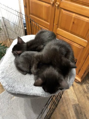 Black Kittens in Oregon City, Oregon