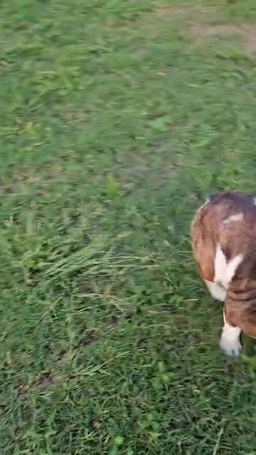 AKC Female English Bulldog in Columbus, Georgia