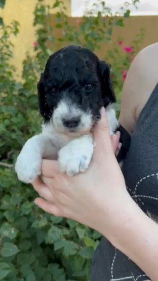 Tater Salad! Parti Standard Poodle Male! in Phoenix, Arizona