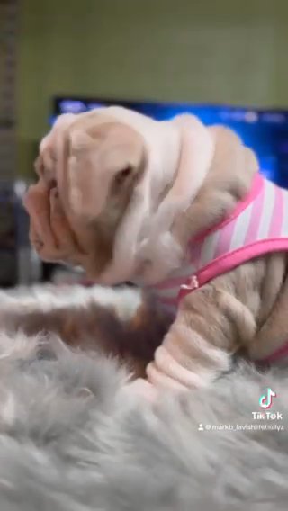 Female English Bulldogs in San Diego, California