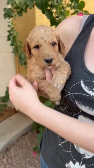 Fern! Apricot Standard Poodle Male in Phoenix, Arizona