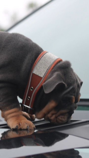 blue tri English bulldog in Flint (Charter Township), Michigan