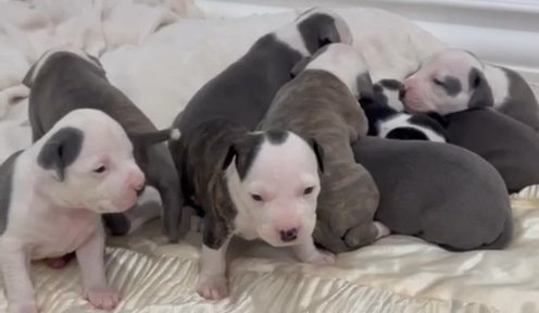 Pit Pups in Sandy, Oregon