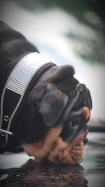 Black tri male English bulldog in Flint (Charter Township), Michigan