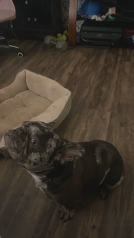 Frenchie Ckc Certified No Longer Can Care For!!! Moving ASAP NOT Firm On Price!! in Manteca, California