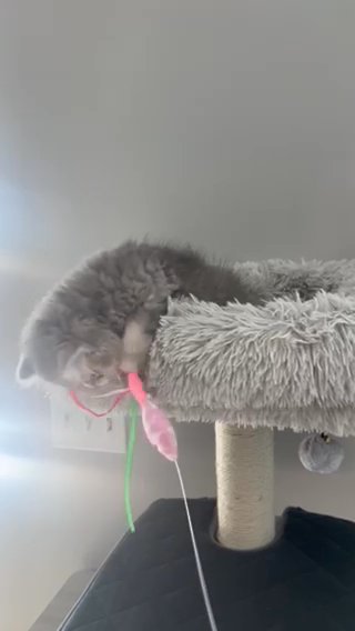 Scottish Longhair Male in Rochester, New York