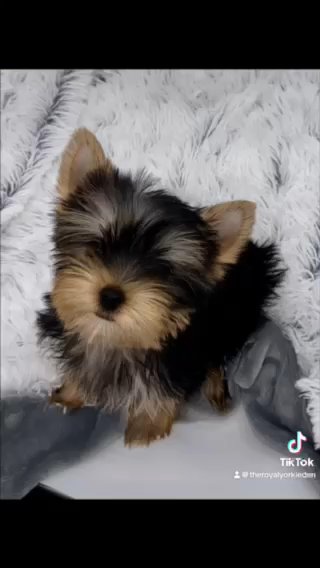 Charlie- Male Yorkie in Lexington-Fayette, Kentucky