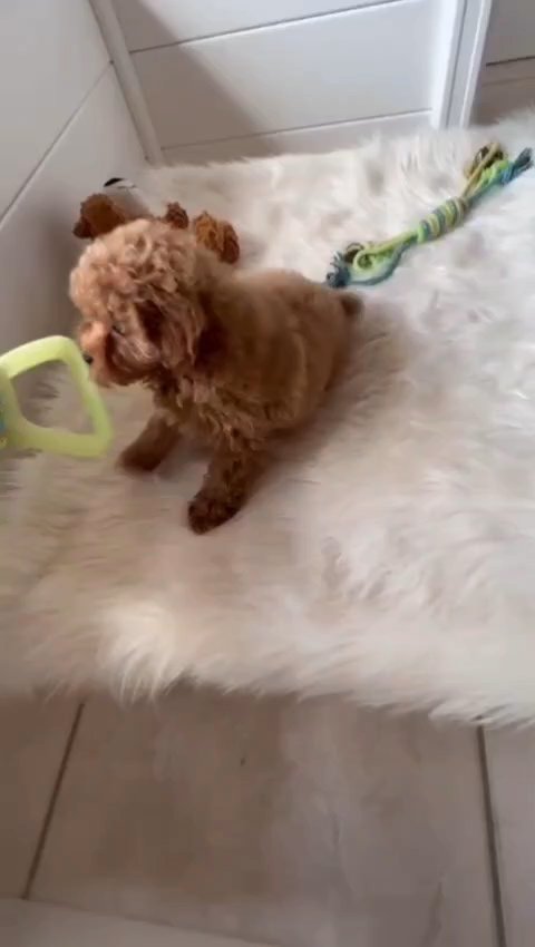 Rehome ASAP in Stockton, California