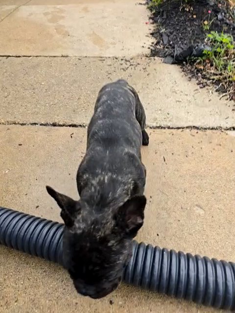 Black Mask brindle Registered French Bulldog Puppy in Milwaukee, Wisconsin