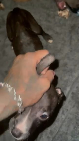 All Black 9 Week Old American Staffordshire Terrier in Stonecrest, Georgia