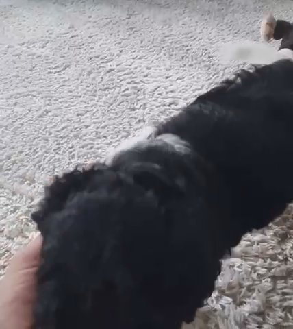 Micro Mini Sheepadoodle in New York City, New York