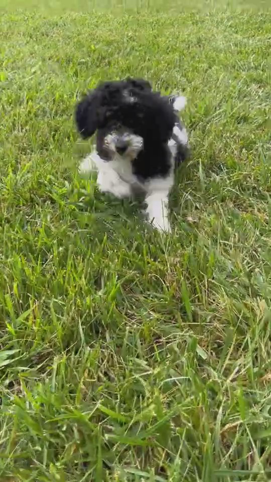 Bailey Akc in South Bend, Indiana