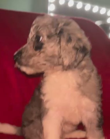 Micro Mini Sheepadoodle in New York City, New York