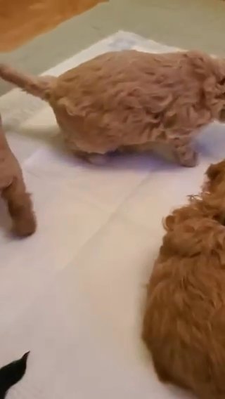 Mini Goldendoodles in Jonesboro, Arkansas